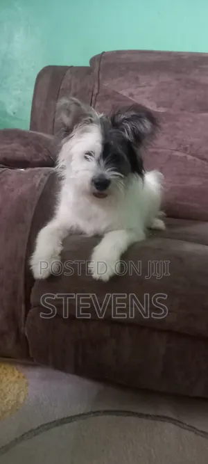 3-6 months Male Purebred Havanese