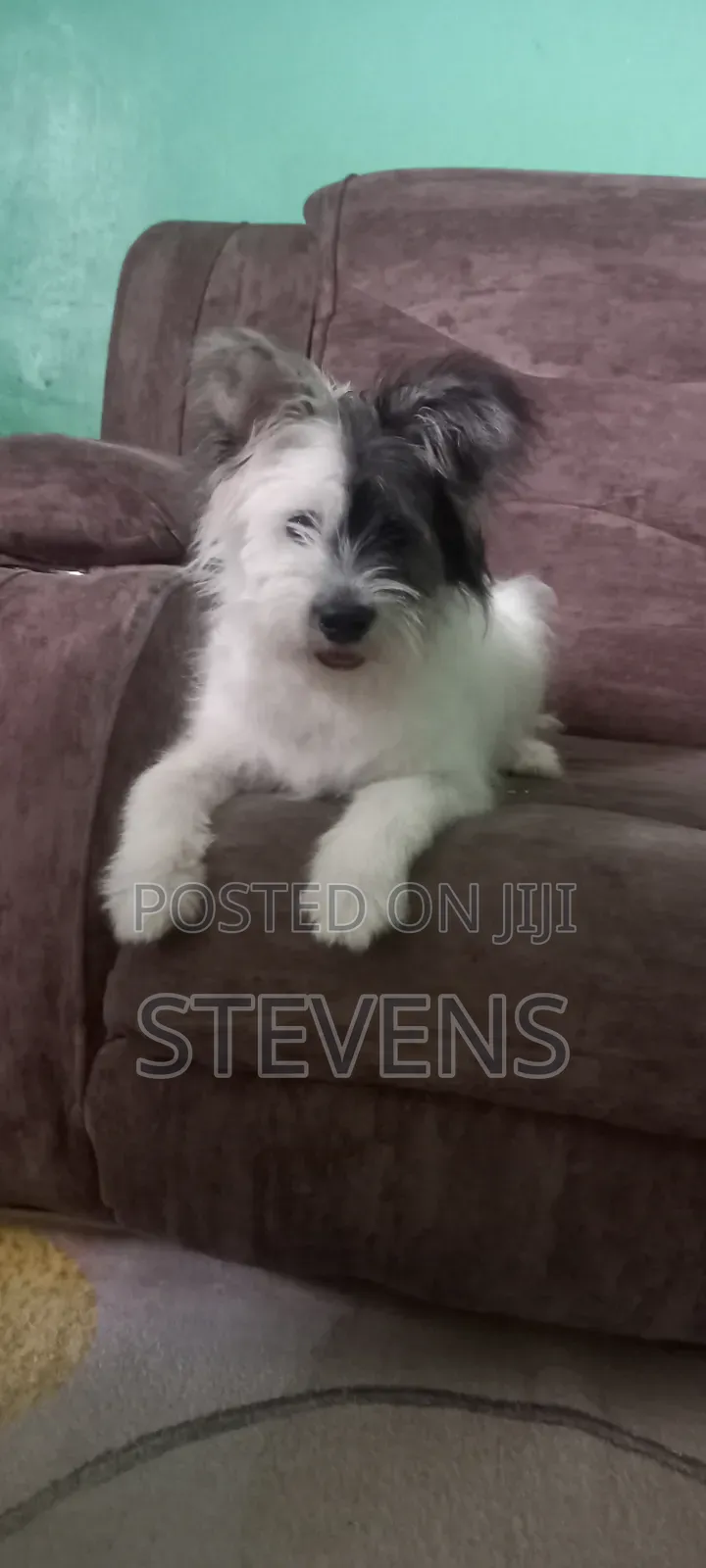 3-6 months Male Purebred Havanese