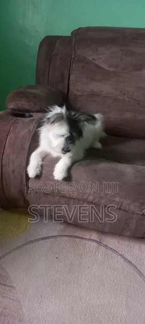 3-6 months Male Purebred Havanese