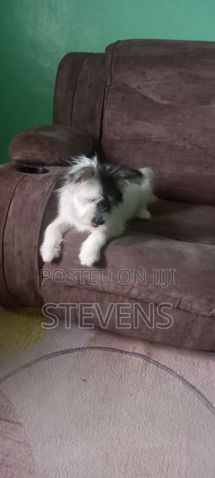 3-6 months Male Purebred Havanese