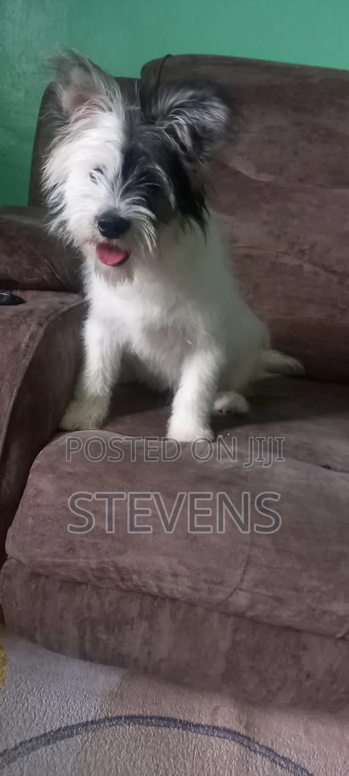 3-6 months Male Purebred Havanese