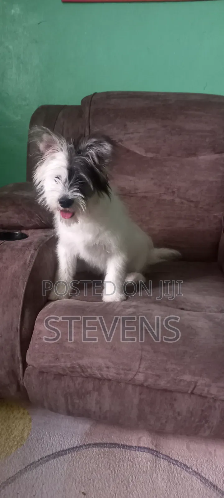 3-6 months Male Purebred Havanese