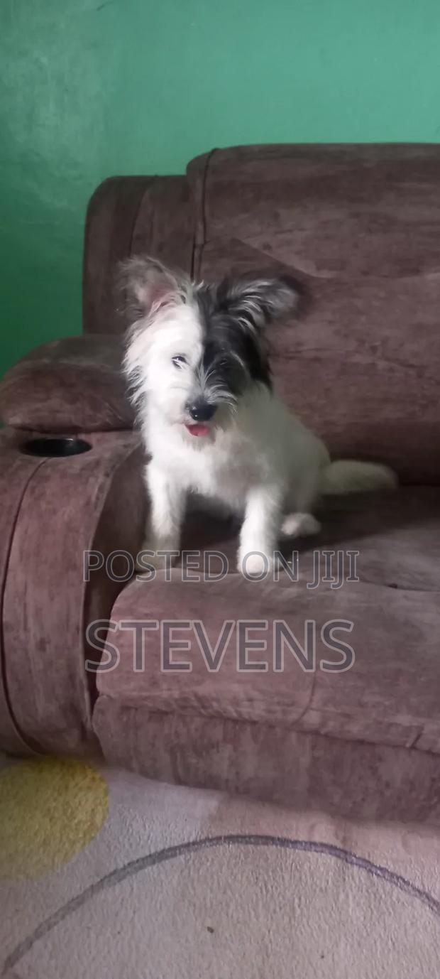 3-6 months Male Purebred Havanese - thumbnail 7