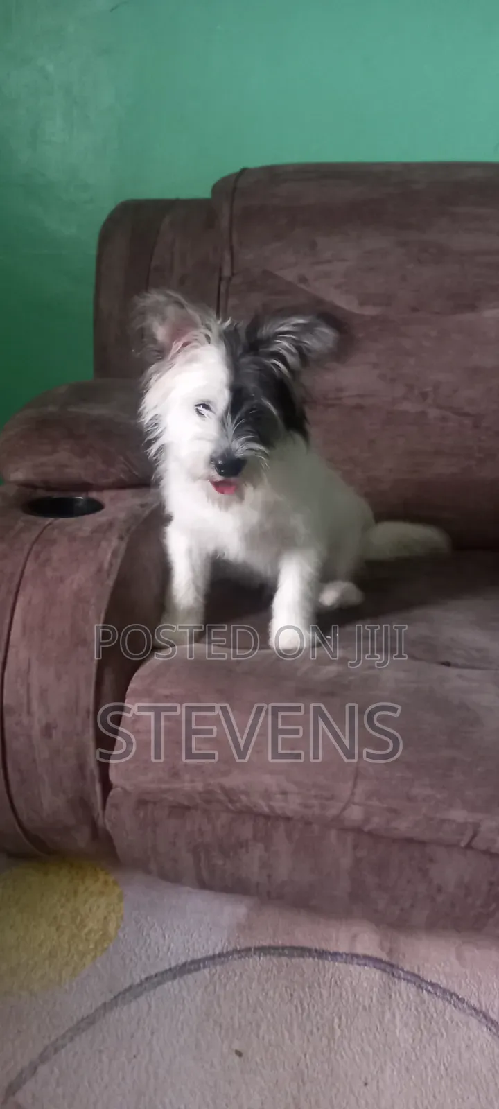 3-6 months Male Purebred Havanese