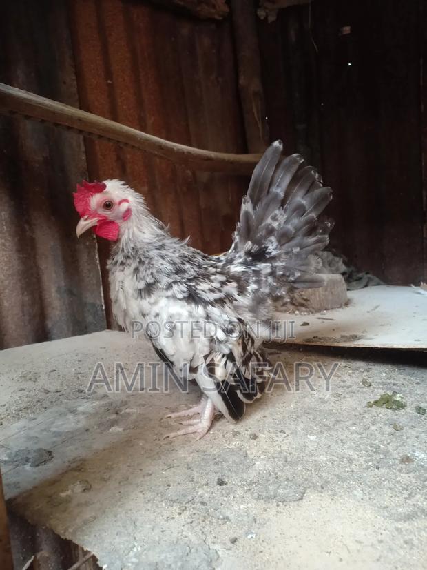 Serema Chicken