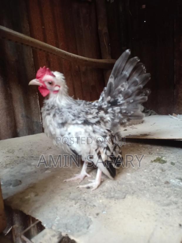 Serema Chicken - thumbnail 3