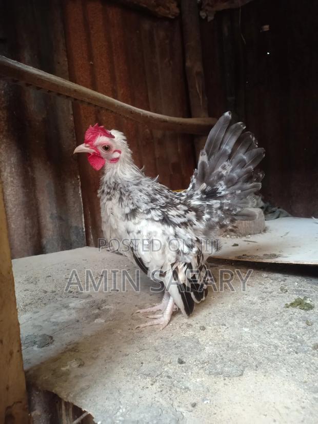 Serema Chicken - thumbnail 4