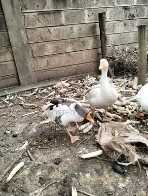 Goose - Adult Male and Female Pair