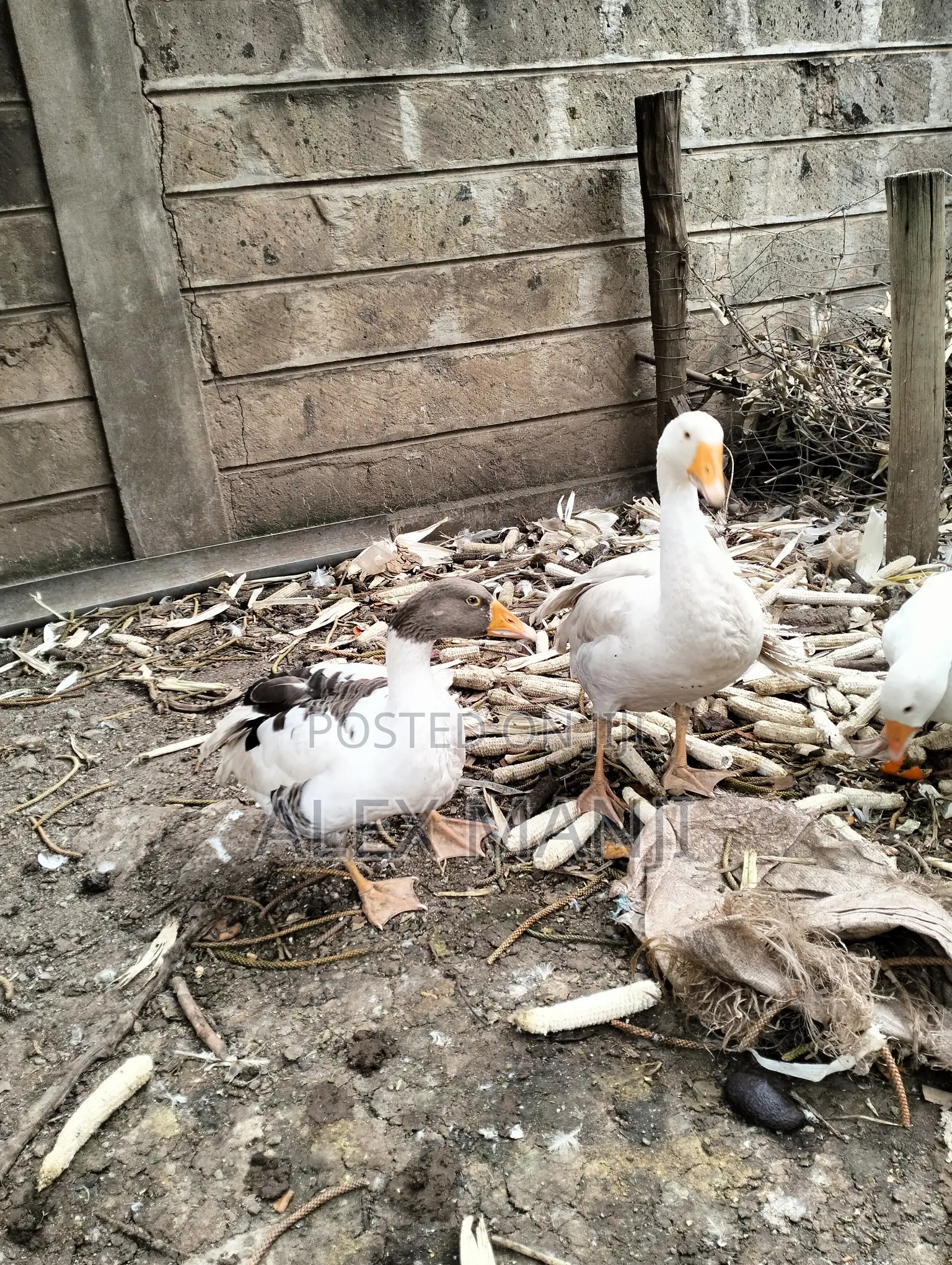 Goose - Adult Male and Female Pair