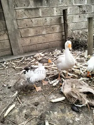 Goose - Adult Male and Female Pair