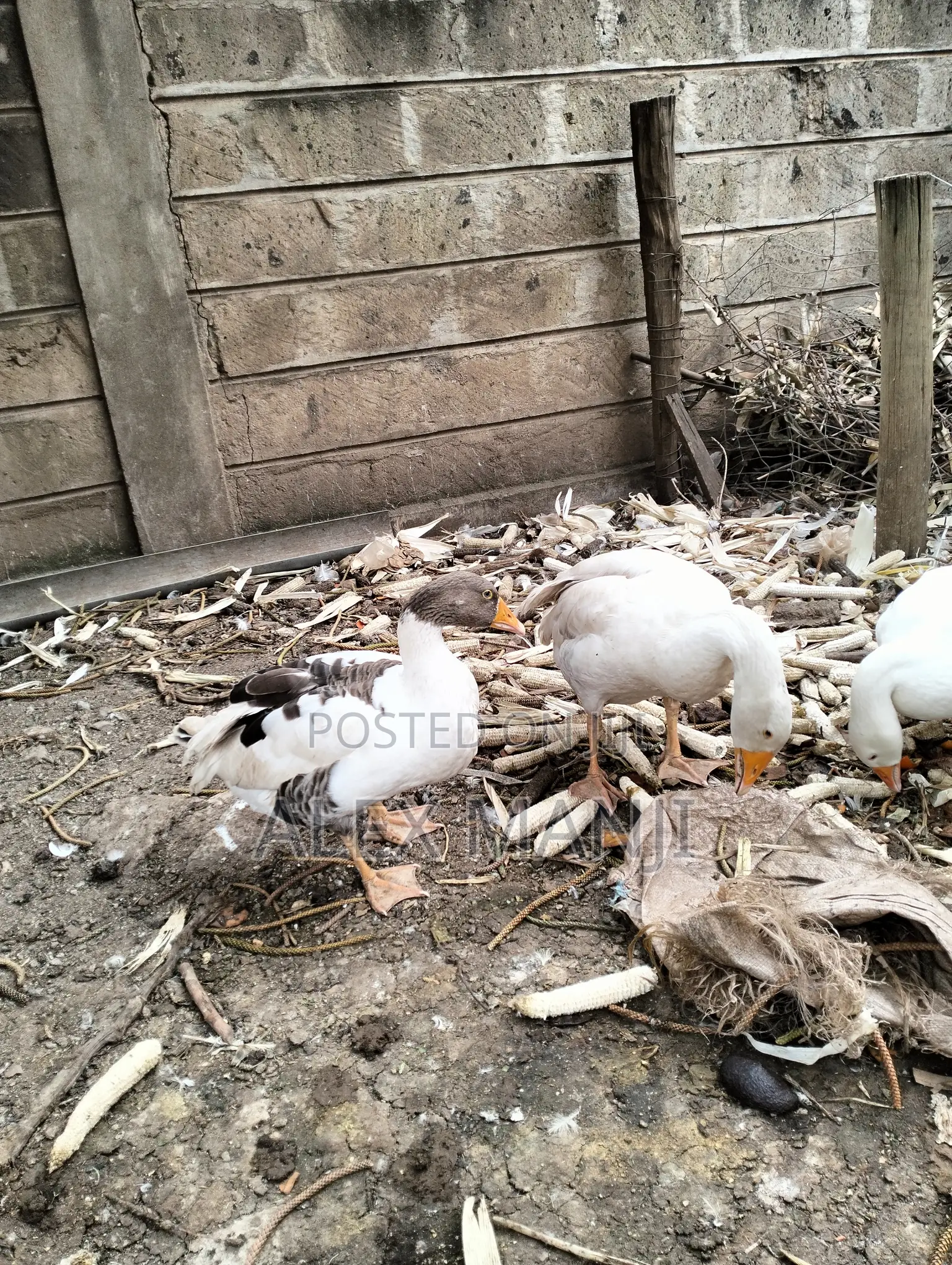 Goose - Adult Male and Female Pair