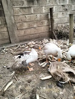 Goose - Adult Male and Female Pair