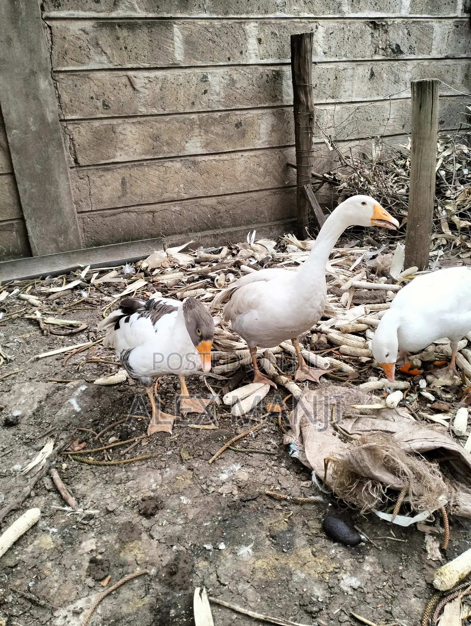 Goose - Adult Male and Female Pair