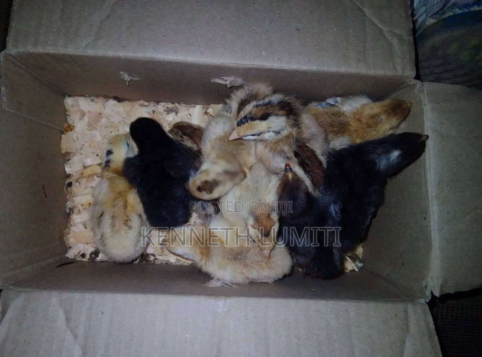 4 Weeks Old Chicks