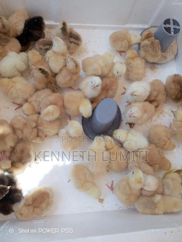 4 Weeks Old Chicks - thumbnail 2