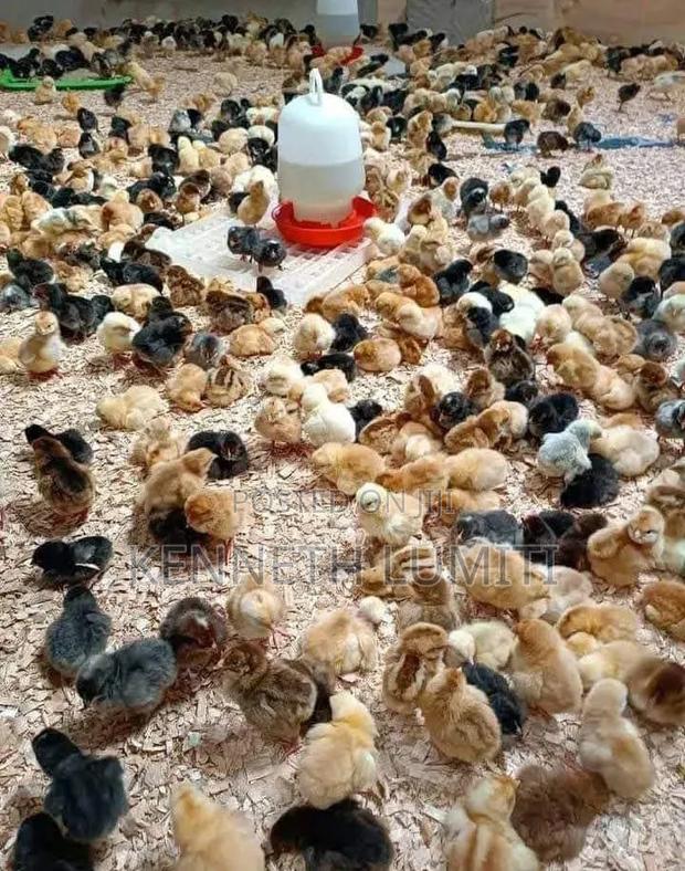 4 Weeks Old Chicks - thumbnail 4
