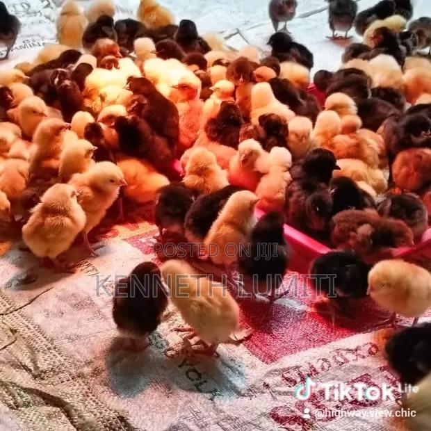 4 Weeks Old Chicks - thumbnail 5