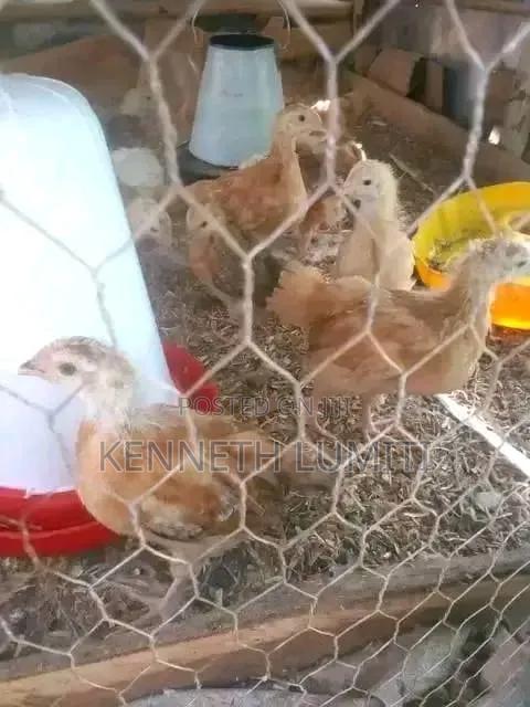 4 Weeks Old Chicks - thumbnail 6