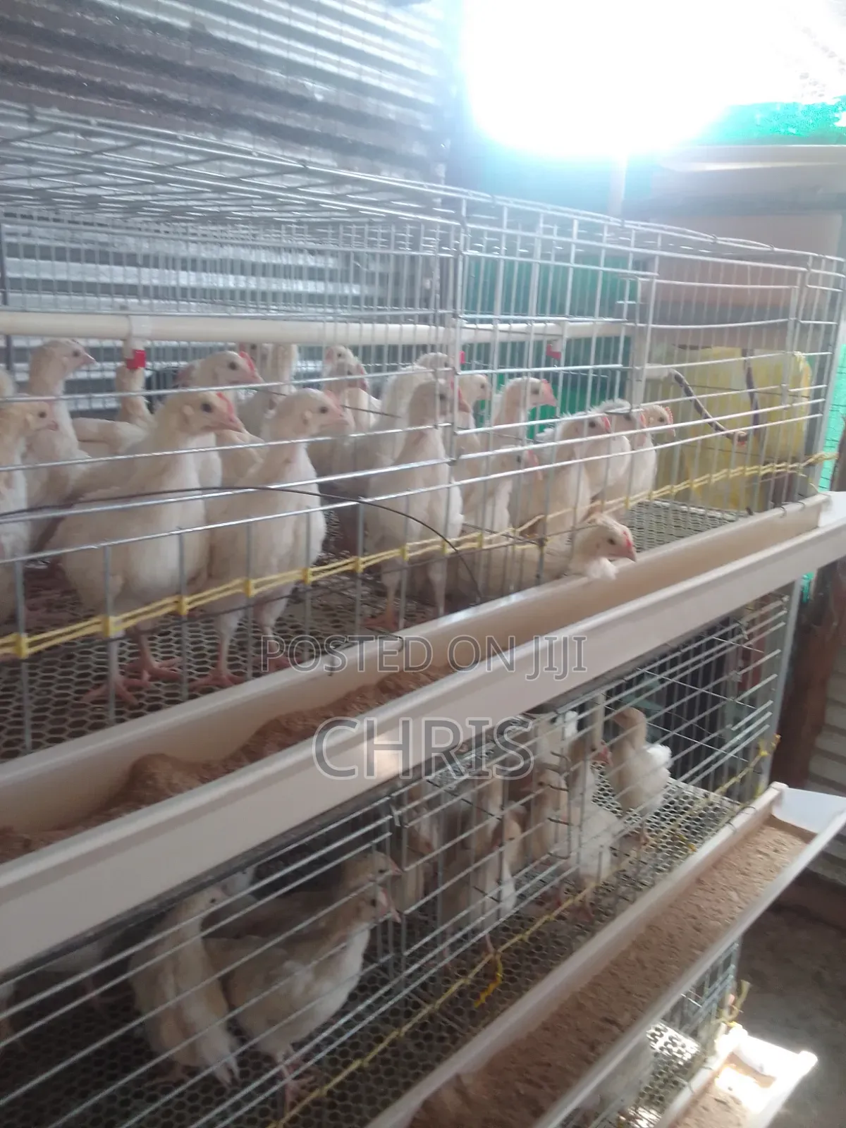 Broiler/Chick Cages