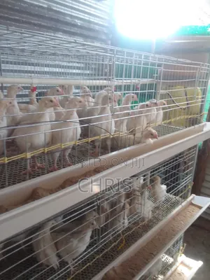 Broiler/Chick Cages