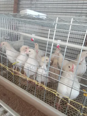 Broiler/Chick Cages