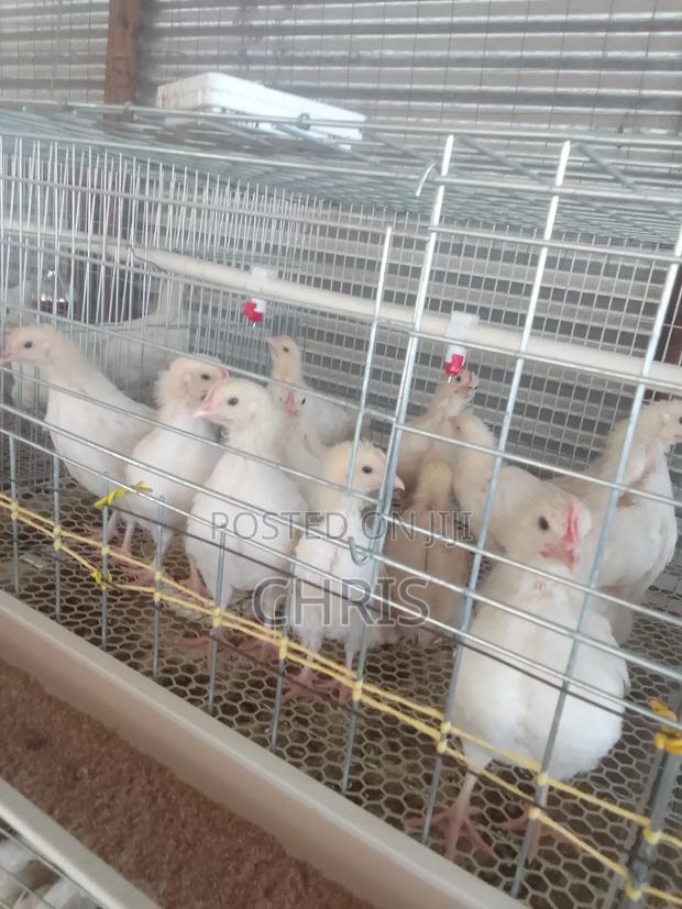 Broiler/Chick Cages - thumbnail 2