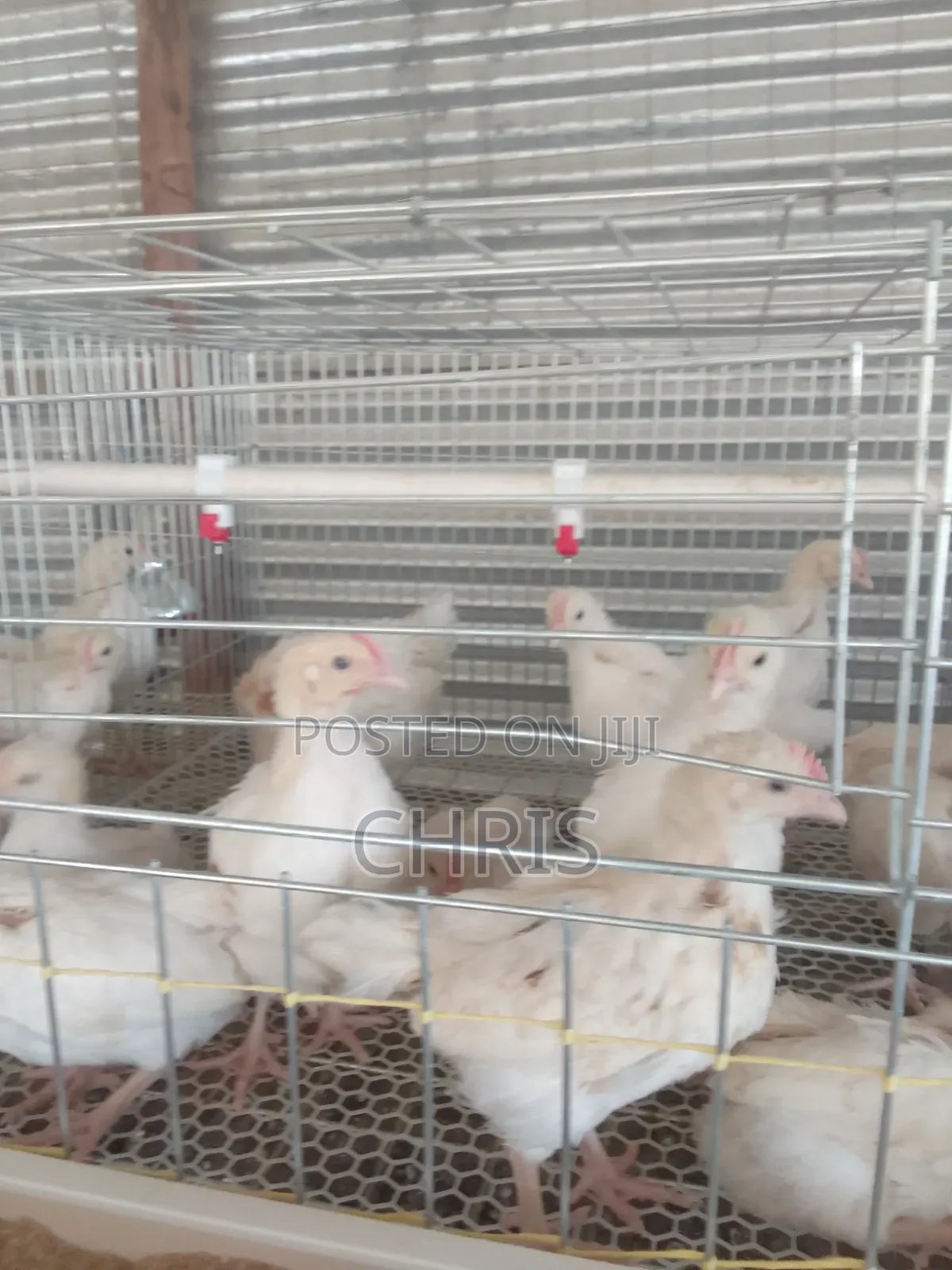 Broiler/Chick Cages