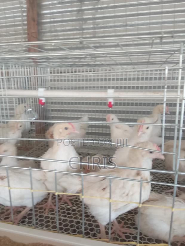 Broiler/Chick Cages - thumbnail 3