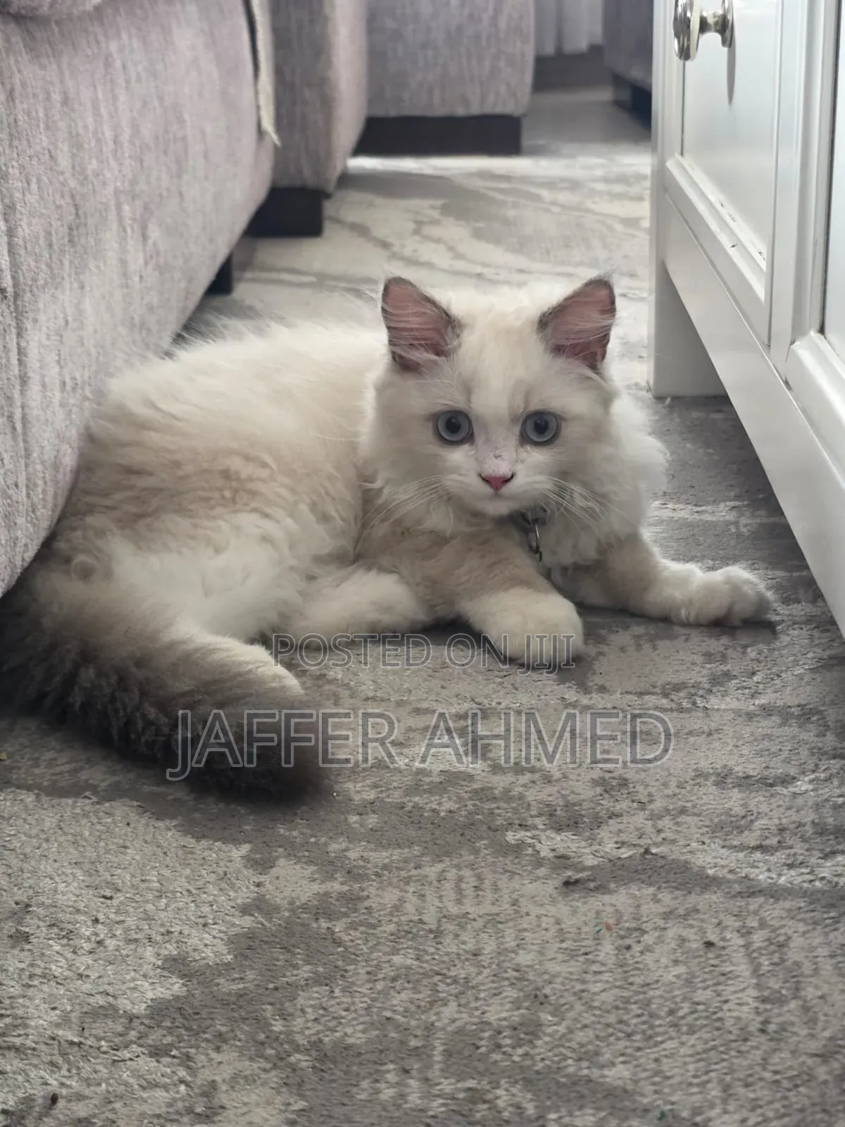 1-3 months Female Purebred Ragdoll