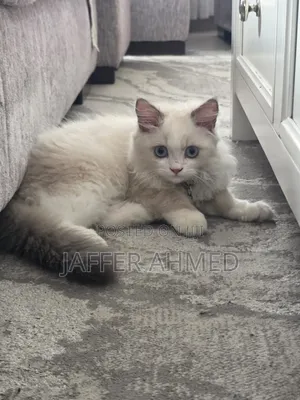 1-3 months Female Purebred Ragdoll