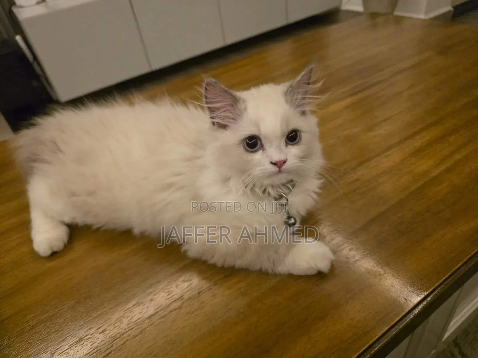 1-3 months Female Purebred Ragdoll