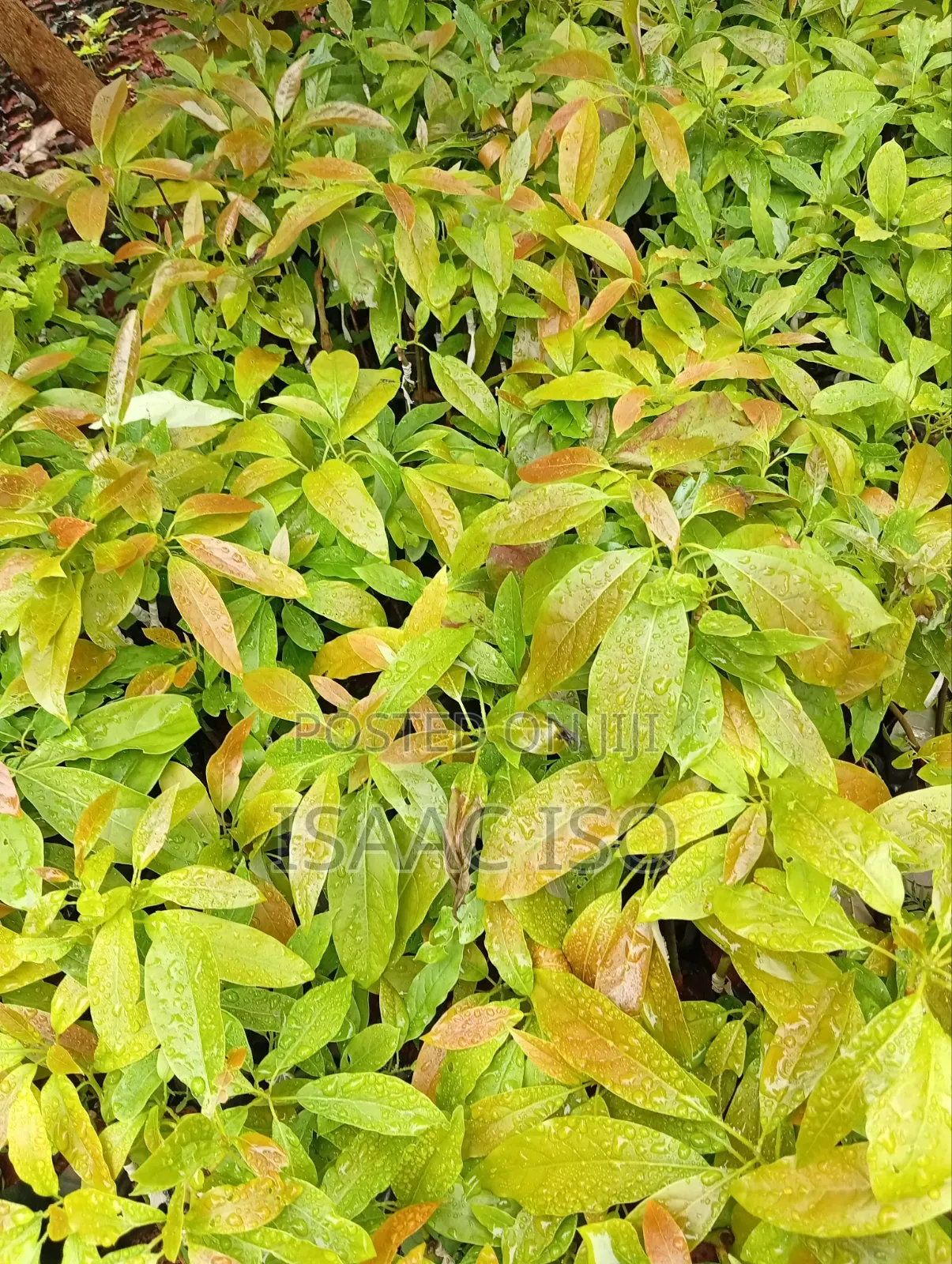 Seedlings , Coffee, Apple, Oranges ,Hass Ovacado and Other Fruits
