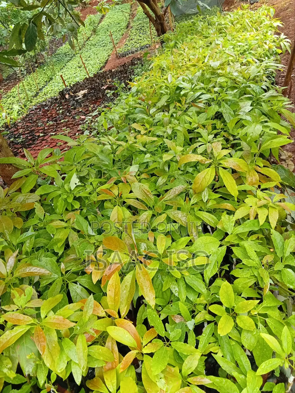 Seedlings , Coffee, Apple, Oranges ,Hass Ovacado and Other Fruits