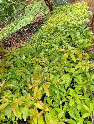 Seedlings , Coffee, Apple, Oranges ,Hass Ovacado and Other Fruits