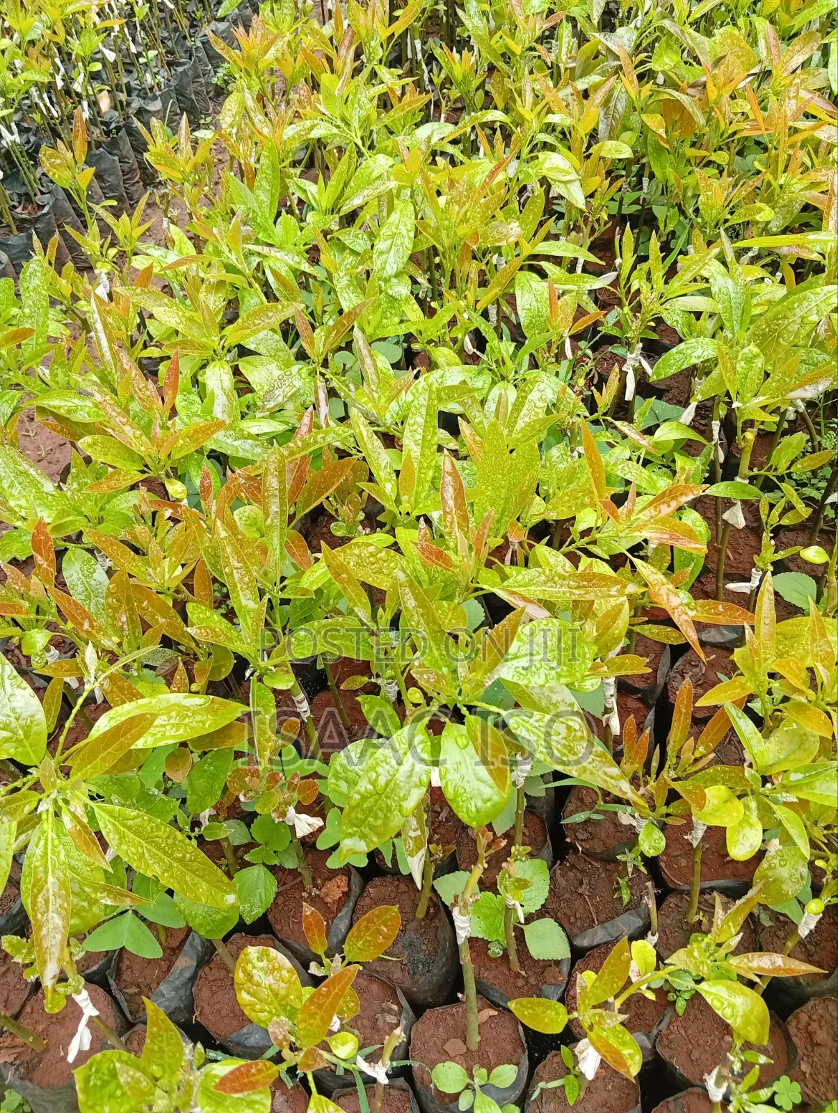 Seedlings , Coffee, Apple, Oranges ,Hass Ovacado and Other Fruits