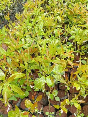 Seedlings , Coffee, Apple, Oranges ,Hass Ovacado and Other Fruits