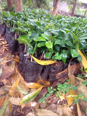 Seedlings , Coffee, Apple, Oranges ,Hass Ovacado and Other Fruits