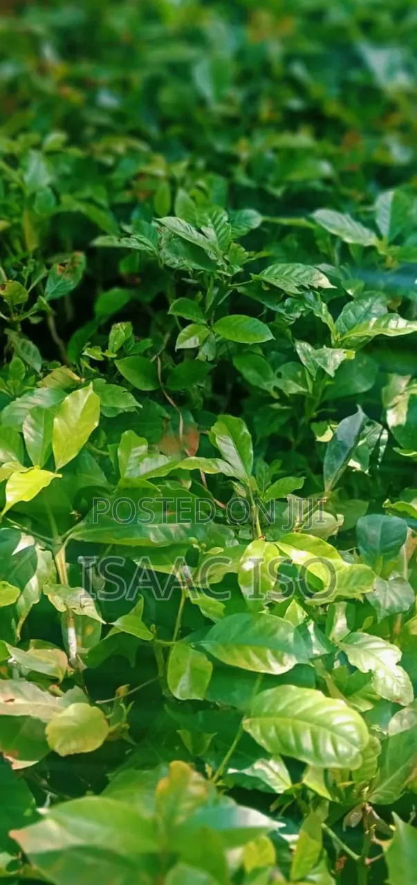 Seedlings , Coffee, Apple, Oranges ,Hass Ovacado and Other Fruits