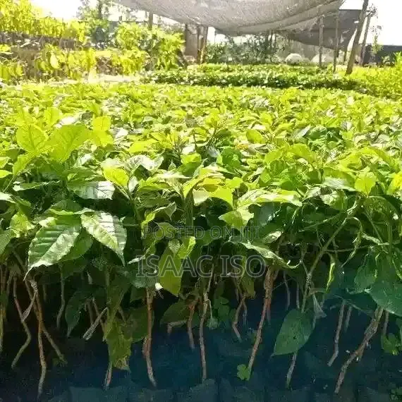 Seedlings , Coffee, Apple, Oranges ,Hass Ovacado and Other Fruits