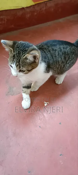 3-6 months Male Purebred Cat