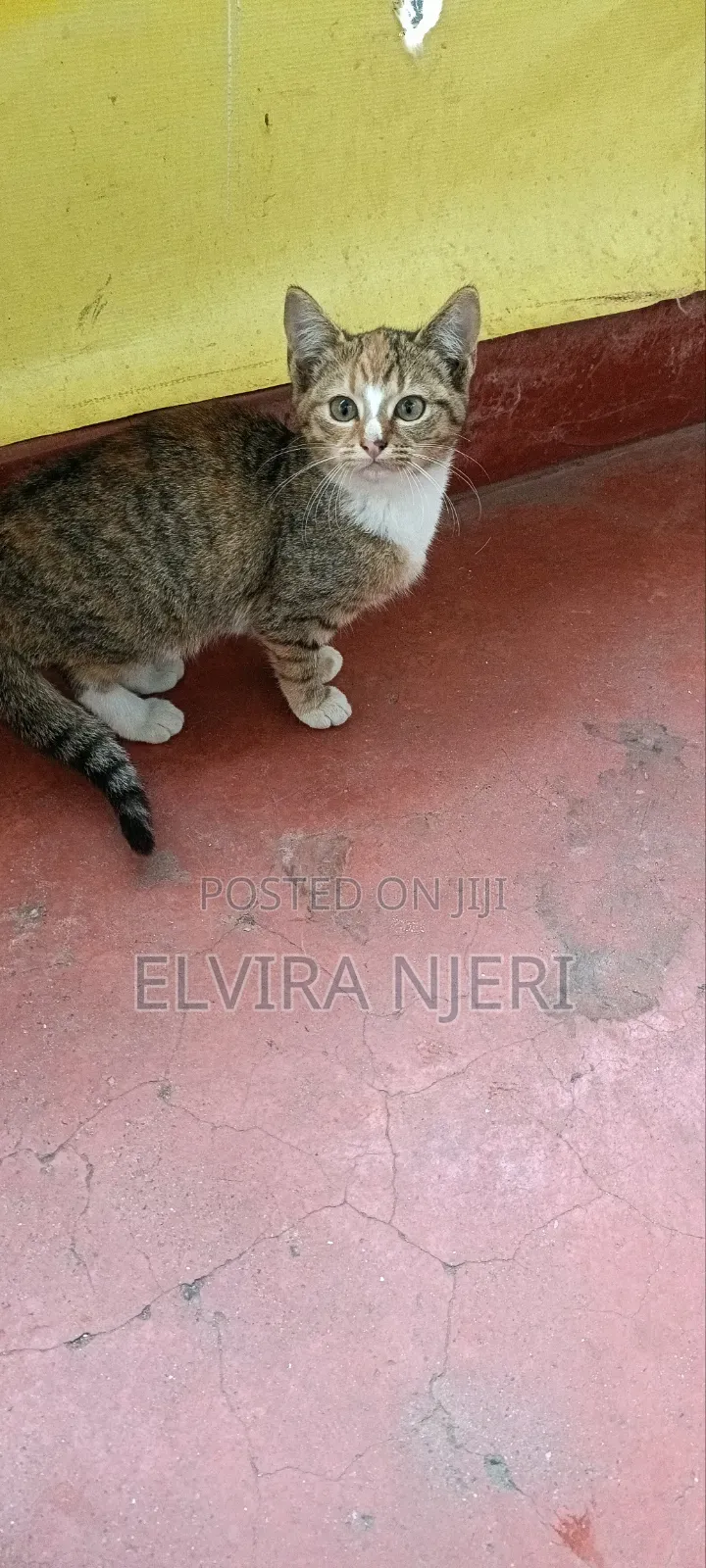 3-6 months Male Purebred Cat