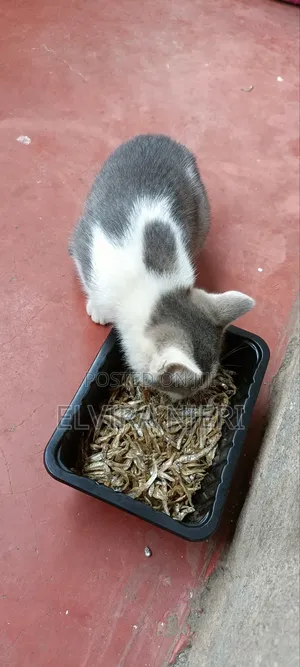 3-6 months Male Purebred Cat