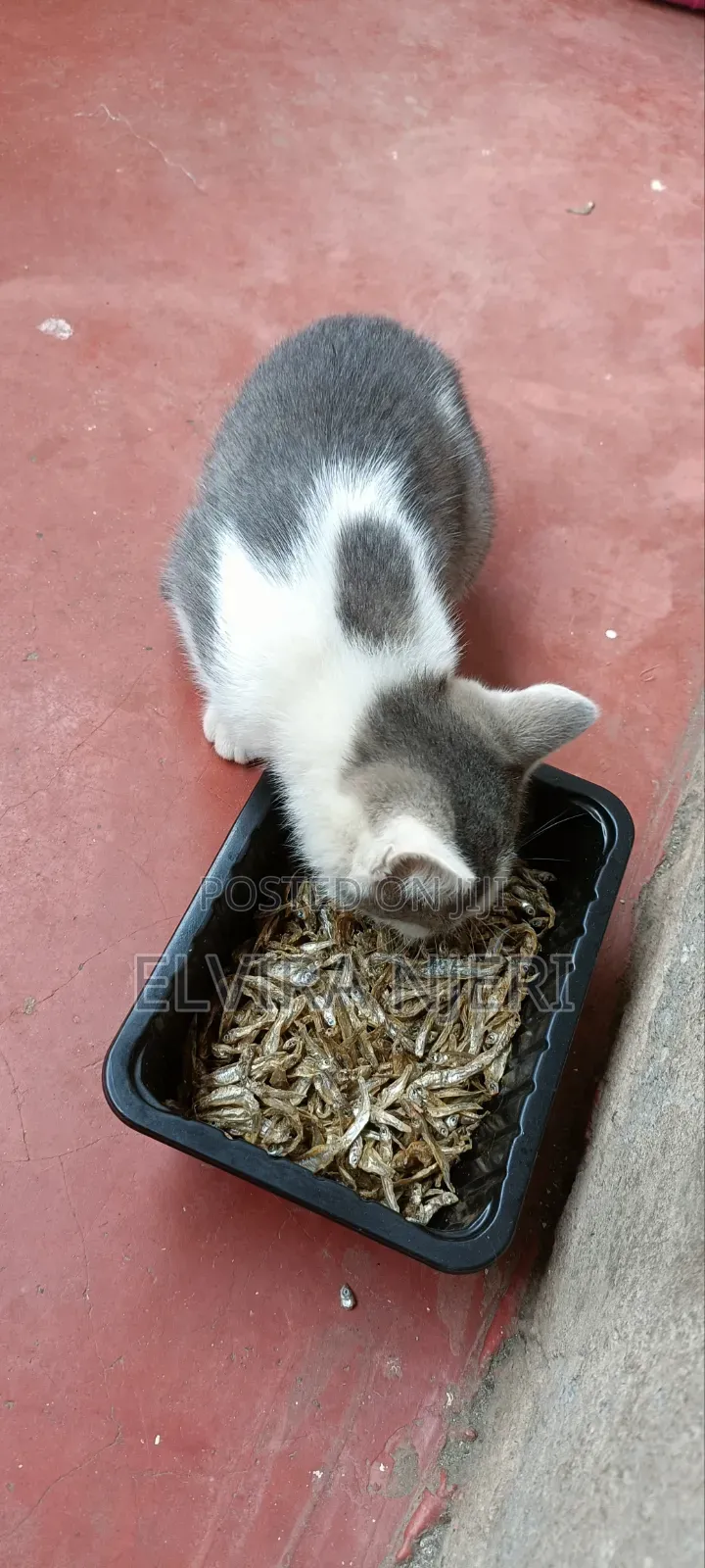 3-6 months Male Purebred Cat