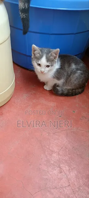 3-6 months Male Purebred Cat