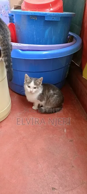 3-6 months Male Purebred Cat