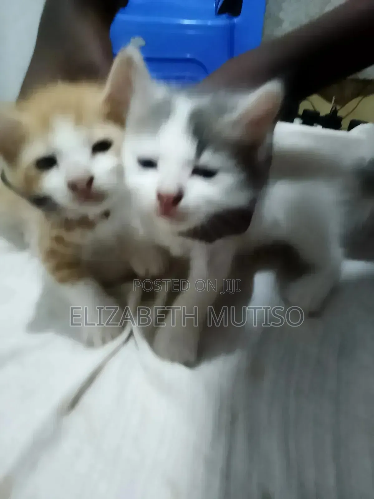 1-3 months Male Mixed Breed Persian
