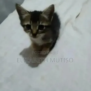 1-3 months Male Mixed Breed Persian