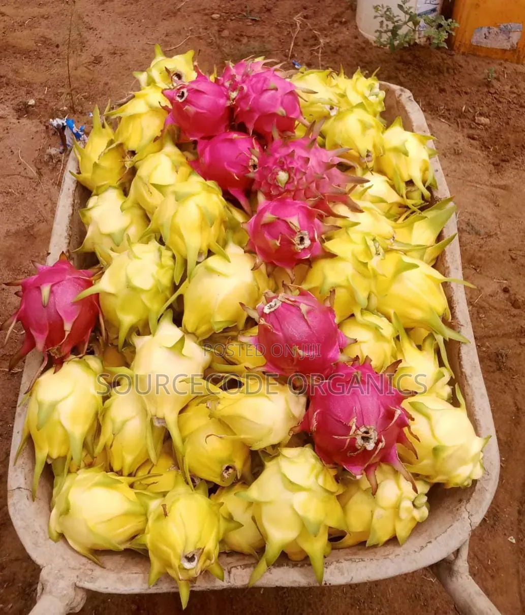 Yellow Dragon Fruits