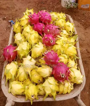 Yellow Dragon Fruits