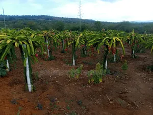 Yellow Dragon Fruits